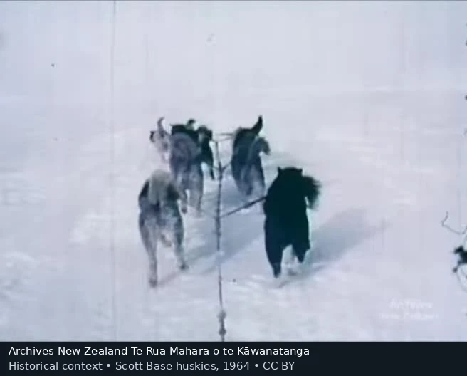 Scott Base husky team, documentary frame, 1964