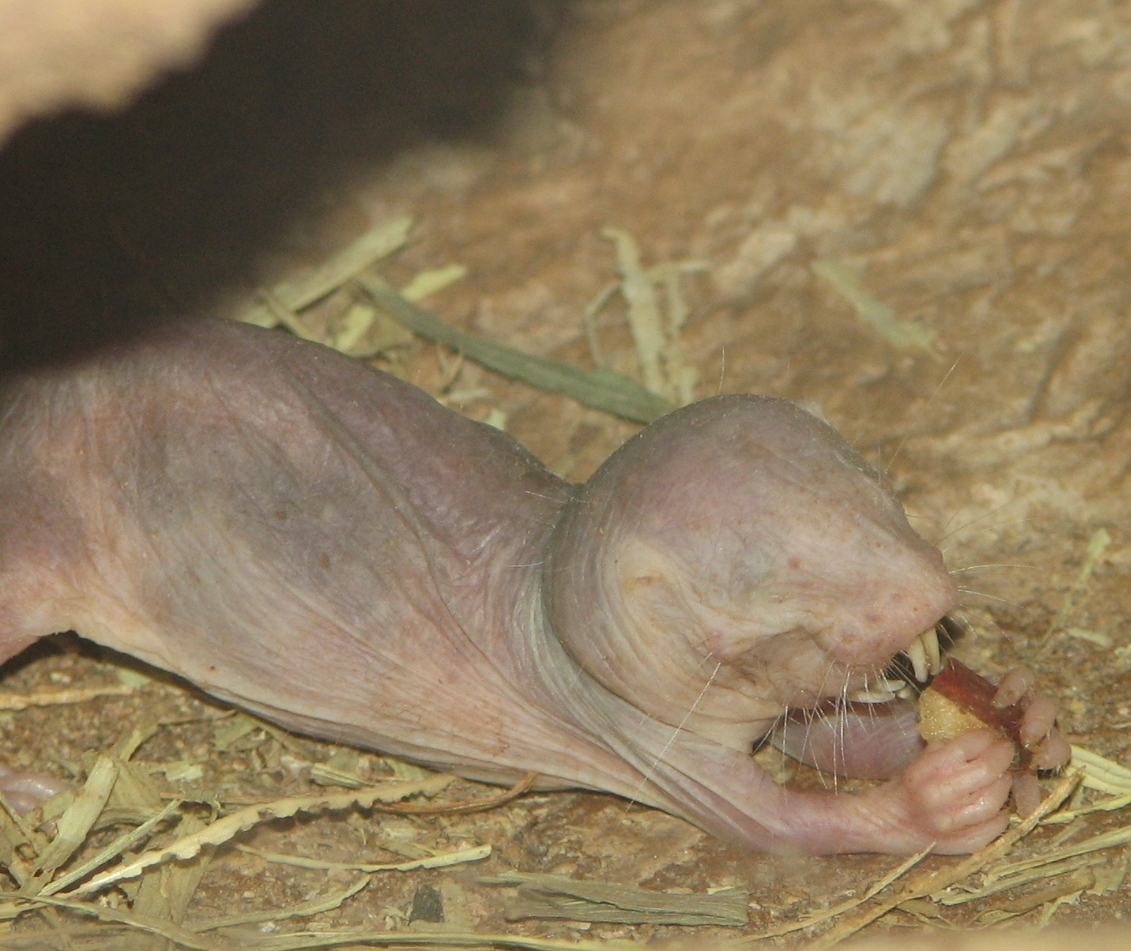 Real naked mole-rat, photographed by Trisha M. Shears, 2007