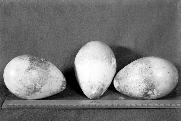 Three emperor penguin eggs arranged above a measuring ruler, photographed by Herbert Ponting in 1911.