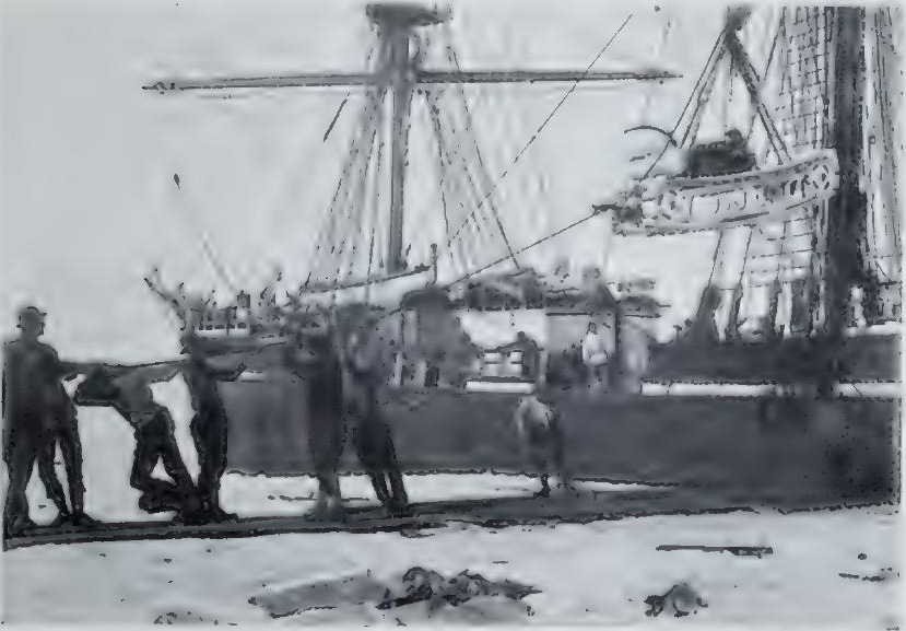 Getting the ill-fated motor-sledge off the ship. Jan. 8th 1911.