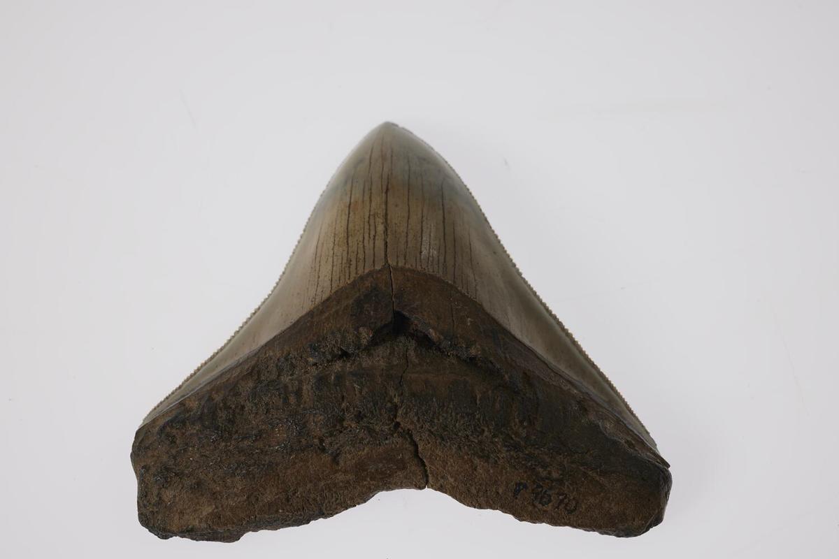 Megalodon fossil tooth P 9670