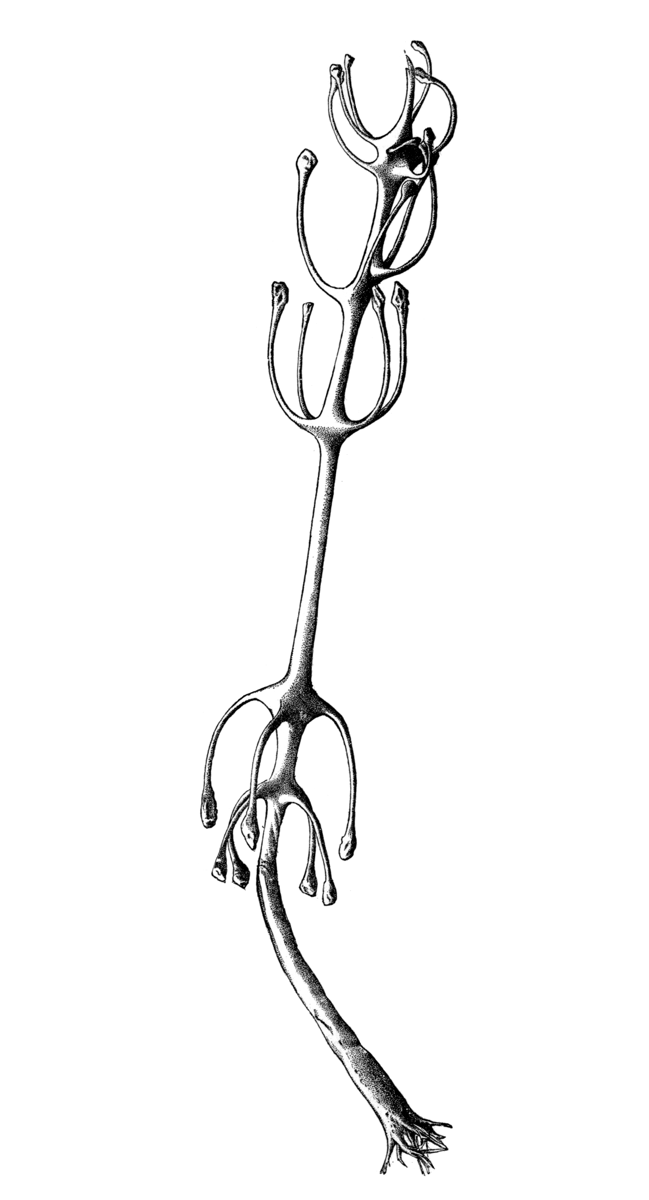 Cladorhiza concrescens, historical scientific illustration