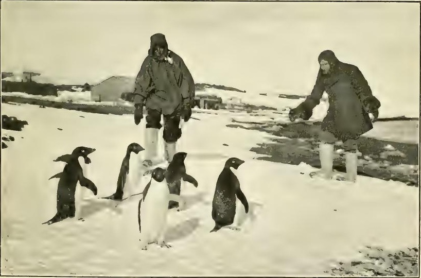 Rennick and Drake making friendly advances to Adelie penguins. Feb. 9th 1911.