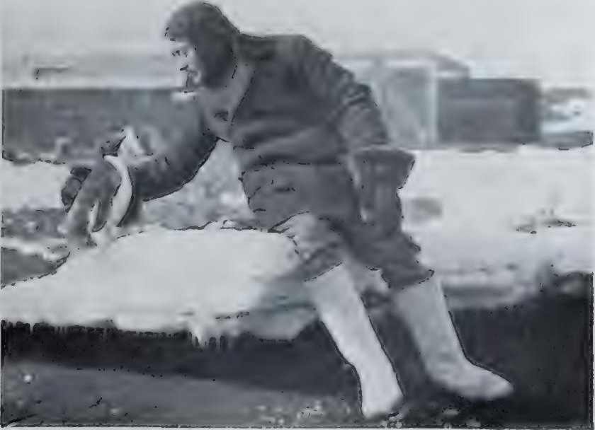 Rennick and a friendly Adelie. Feb. 9th 1911.