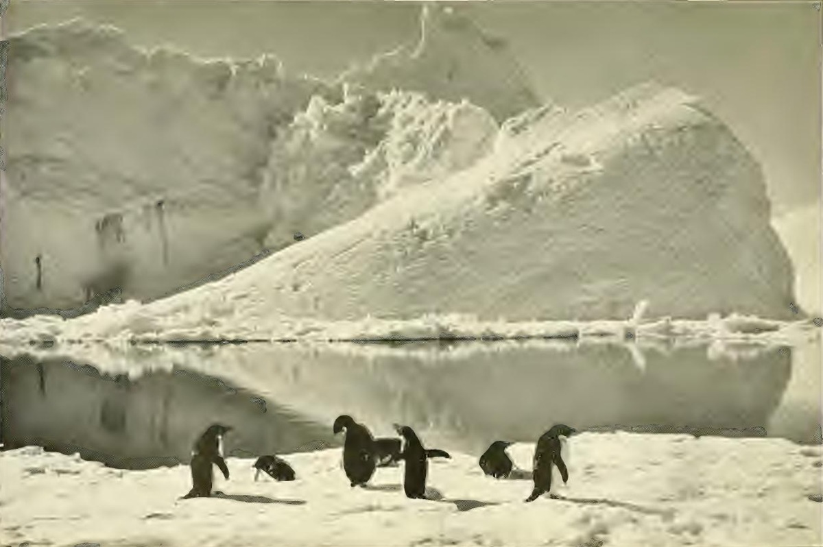 Penguins and an iceberg. Jan. 7 th 1911.