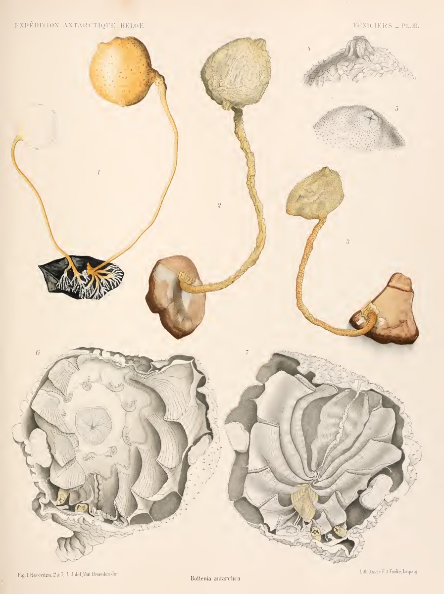 Belgica Tuniciers report (1913), Plate III: Boltenia antarctica
