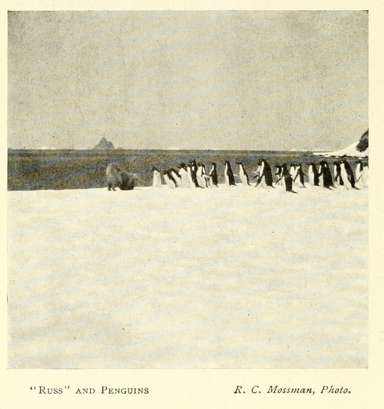 Russ and penguins — published photograph, 1907